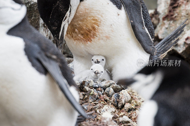 帽带企鹅(Pygoscelis antarctic)